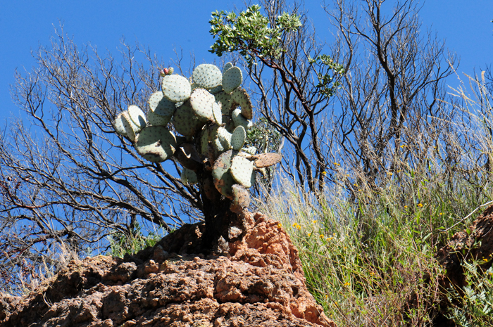Santa Rita Pricklypear is a native plant that prefers sandy to rocky soils and elevations from 2,500 to 5,500 feet. The specimen in the photograph was taken (09/26) in Santa Cruz County, near the mining ghost town of Ruby, Arizona. Opuntia santa-rita